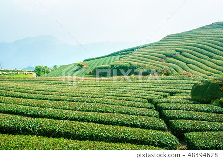 茶茶葉茶園產品茶園休閒園綠茶茶園 48394628