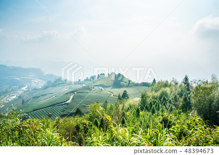 Tea Tea leaf Tea garden products tea plantation garden Leisure fields Green tea Tea fields 48394673