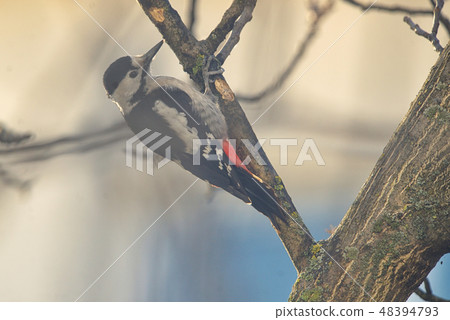 Male great spotted woodpecker on tree brunch 48394793