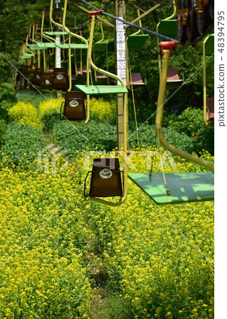 Rape blossoms Rape blossoms 48394795