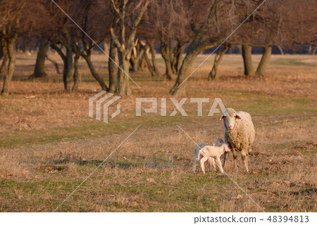 Sheep and two lambs on field 48394813