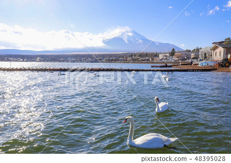 [Yamanashi Prefecture] Lake Yamanaka and Mt. Fuji/Swan in winter 48395028