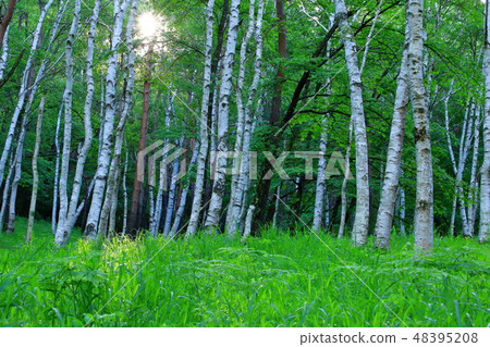 Shirakiba forest Asahi Nohara Trees Standing spillage day Shirakiba forest Asahi Nohara Trees Standing spillage day 48395208