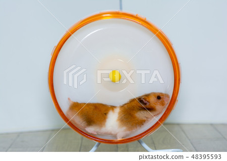 Golden hamster running in a wheel Golden hamster running in a wheel 48395593