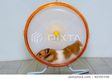 Golden hamster running in a wheel Golden hamster running in a wheel 48395596