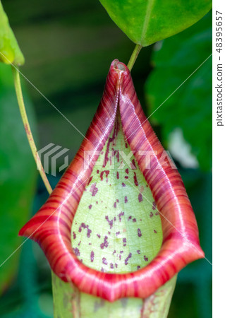 Nepenthes, tropical pitcher, plant. 48395657