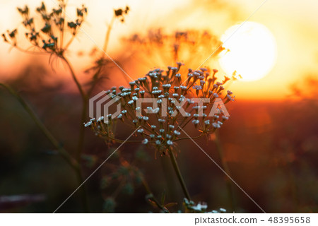Wildflowers and grass during sunrise in summer 48395658
