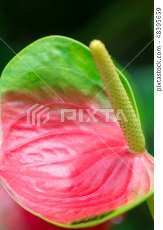 Anthurium, flamingo flower. Anthurium, flamingo flower. 48395659