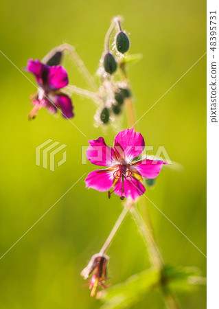 Dianthus carthusianorum, Carthusian Pink flower. Dianthus carthusianorum, Carthusian Pink flower. 48395731