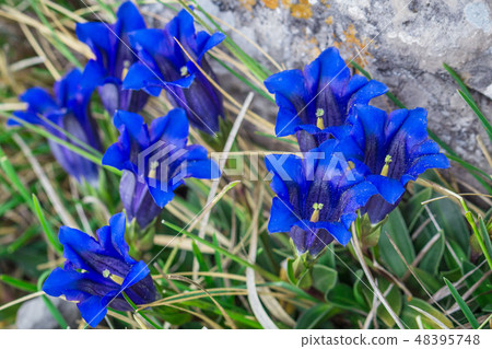 Clusius gentian blue flowers in closeup view. Clusius gentian blue flowers in closeup view. 48395748