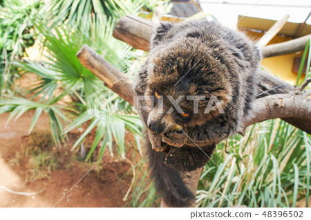 Manual brown lemur eating banana sitting on a tree 48396502