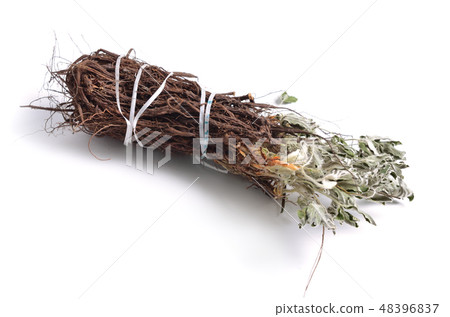 Potentilla alba. 48396837