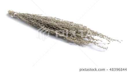 Artemisia absinthium or absinthe Artemisia absinthium or absinthe 48396844