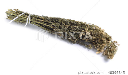 Conium maculatum, the hemlock or poison hemlock. Conium maculatum, the hemlock or poison hemlock. 48396845