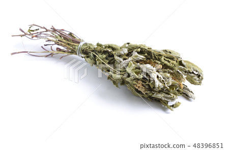 Filipendula ulmaria, commonly known as meadowsweet Filipendula ulmaria, commonly known as meadowsweet 48396851