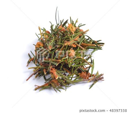 Rhododendron tomentosum (Ledum palustre) 48397338