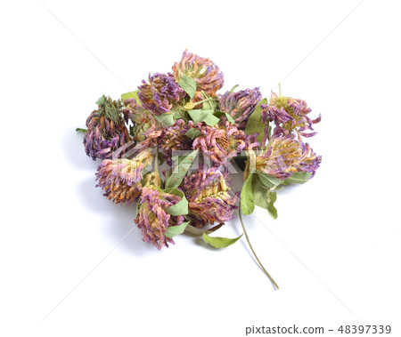Trifolium pratense, the red clover 48397339