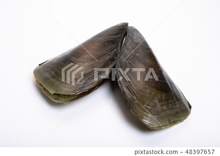 Tairagi flat shell Tairagi flat shell 48397657