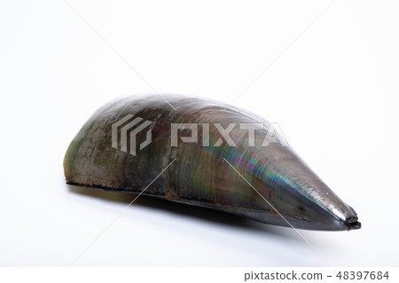 Tairagi flat shell Tairagi flat shell 48397684