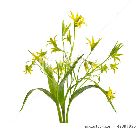 Gagea or yellow star-of-Bethlehem Gagea or yellow star-of-Bethlehem 48397959