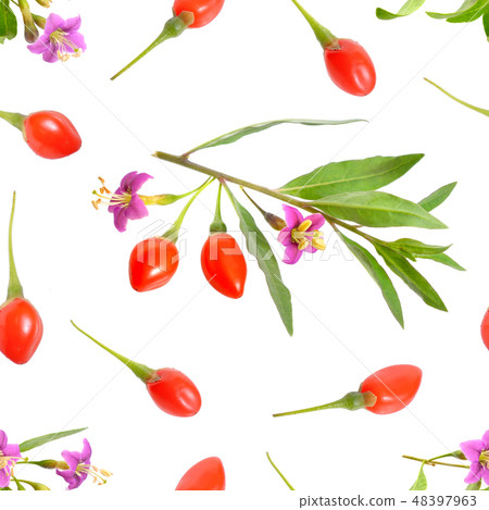Goji berries or Lycium barbarum with flowers 48397963