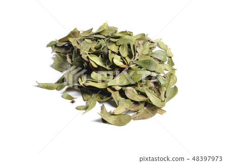 Leaves of Arctostaphylos. 48397973