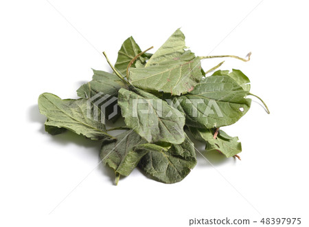 Leaves of Pyrola or wintergreen 48397975