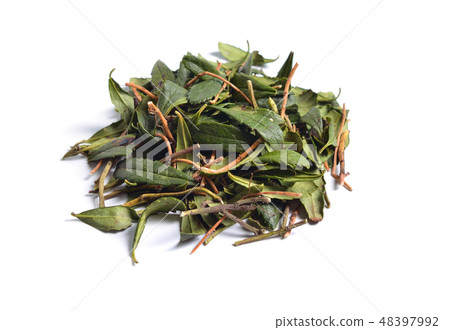 Chimaphila umbellata, the umbellate wintergreen Chimaphila umbellata, the umbellate wintergreen 48397992