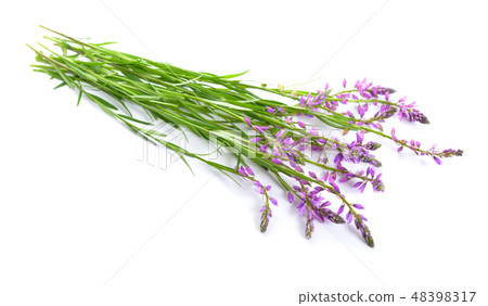Polygala, commonly known as milkworts  48398317