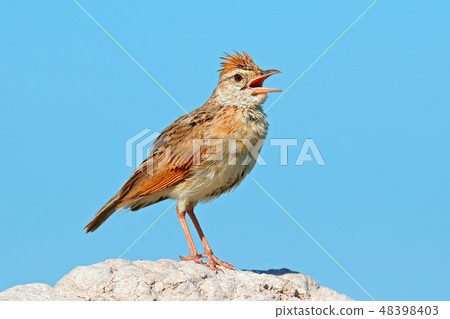 Rufous-naped Lark, Mirafra africana Rufous-naped Lark, Mirafra africana 48398403