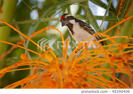 Acacia Pied Barbet, Tricholaema leucomelas. 48398406