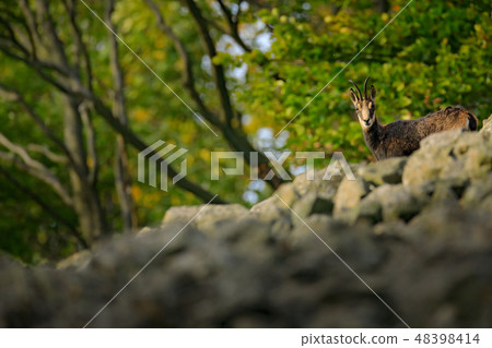 Chamois, Rupicapra rupicapra, on the rocky hill Chamois, Rupicapra rupicapra, on the rocky hill 48398414