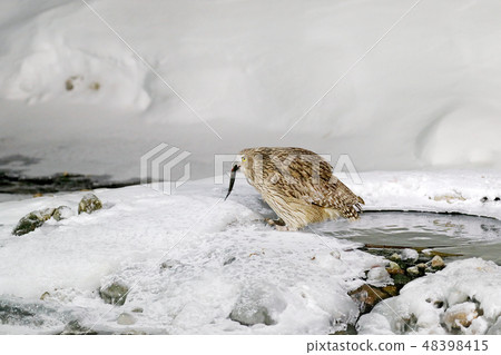 Blakiston's fish owl, caught fish in the bill Blakiston's fish owl, caught fish in the bill 48398415