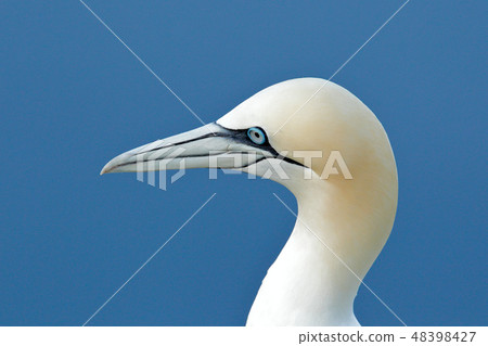 Northern gannet, detail head portrait of sea bird 48398427