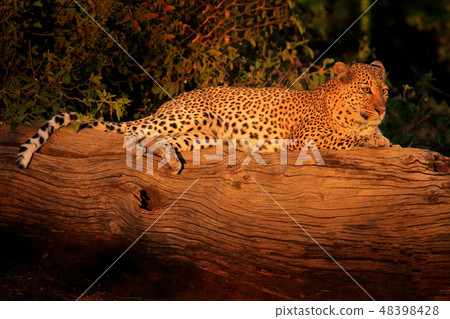 African Leopard, Panthera pardus shortidgei 48398428