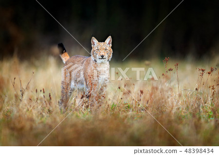 Walking Eurasian wild cat on meadow. Walking Eurasian wild cat on meadow. 48398434