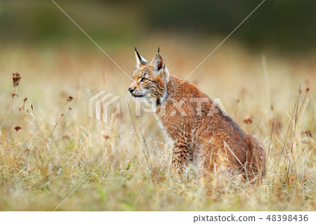 Walking Eurasian wild cat on green meadow Walking Eurasian wild cat on green meadow 48398436