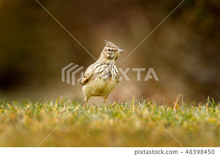 Crested Lark, Galerida cristata, in the grass 48398450