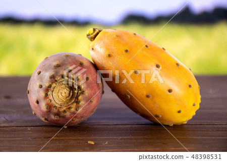 Fresh bright prickly pear opuntia with field Fresh bright prickly pear opuntia with field 48398531