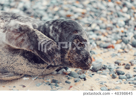 Young atlantic Harbor seal, Helgoland Germany 48398645