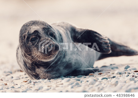 Young atlantic Harbor seal, Helgoland Germany 48398646