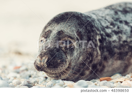 Young atlantic Harbor seal, Helgoland Germany 48398650