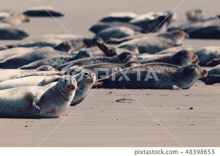 Harbor seal, Helgoland Germany Harbor seal, Helgoland Germany 48398653