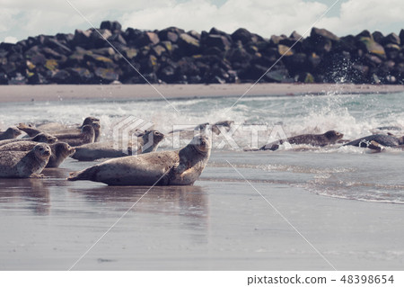 Harbor seal, Helgoland Germany Harbor seal, Helgoland Germany 48398654