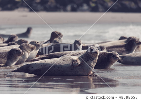 Harbor seal, Helgoland Germany 48398655