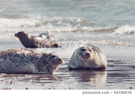 Harbor seal, Helgoland Germany 48398656