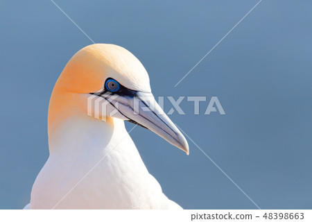northern gannet, Helgoland Germany 48398663