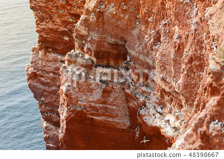northern gannet sitting on the nest 48398667