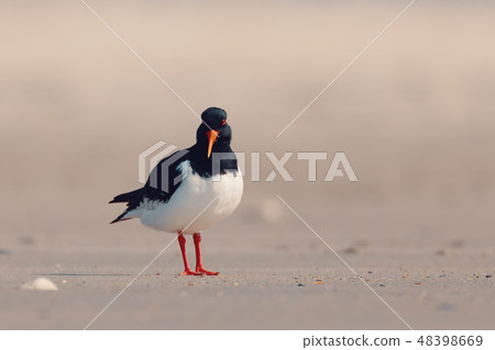 bird Eurasian oystercatcher, Haematopus ostralegus 48398669