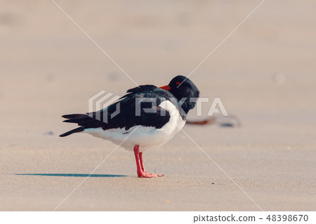 bird Eurasian oystercatcher, Haematopus ostralegus 48398670